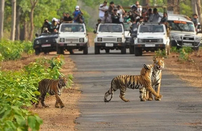 Ranthambhore National Park, Rajasthan