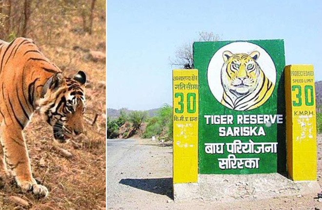 Sariska Tiger Reserve, Rajasthan